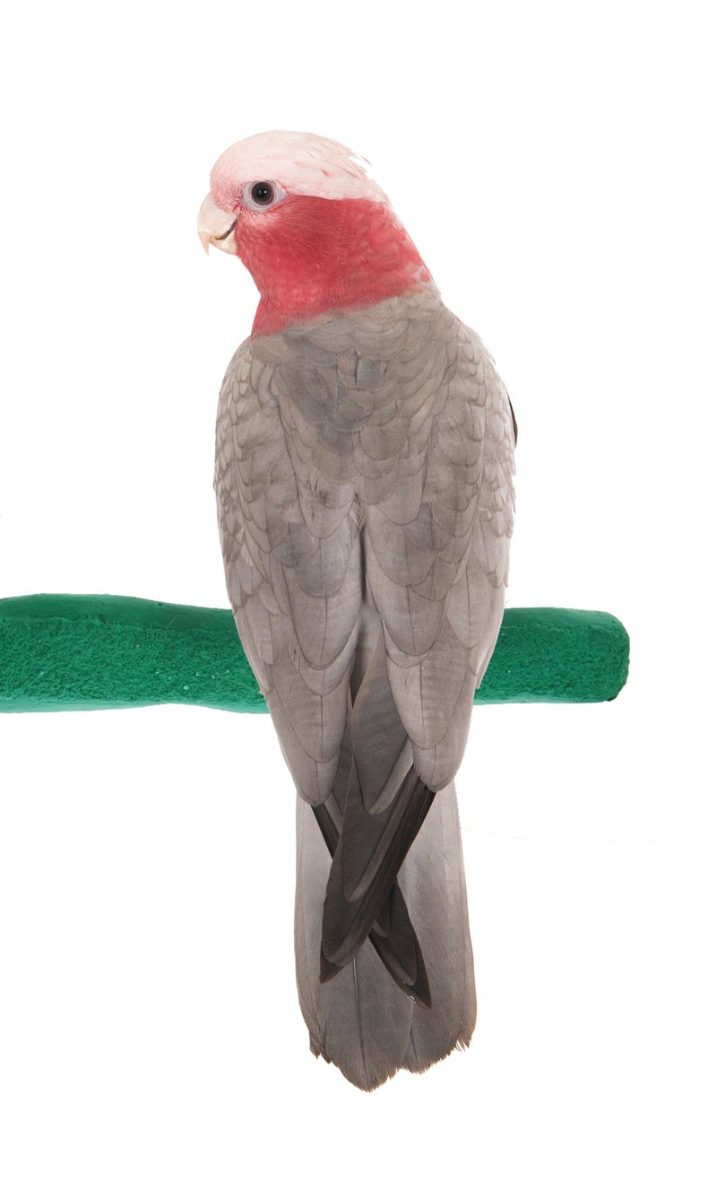 Sweet Feet and Beak Comfort Grip Safety Perch for Bird Cages - Pedicure Perch for Birds to Keep Nails and Beaks in Top Condition - Safe Easy to Install Bird Cage Accessories - M 8.5" - Image 1